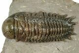 Detailed Crotalocephalina Trilobite - Exposed Hypostome #331020-1